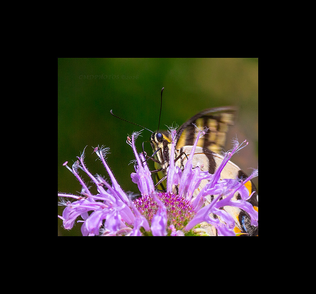 Feeding