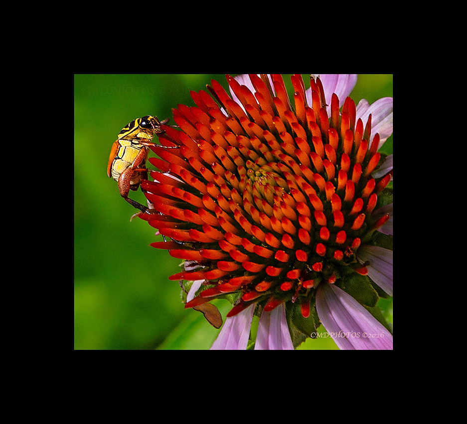 Orange Leg Beetle