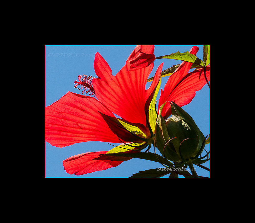 Hibiscus