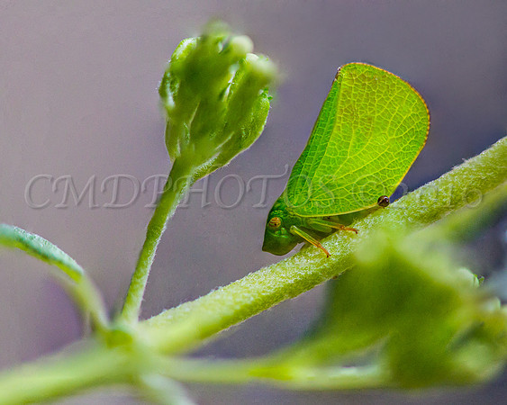 This little guy was less that a 1/4 inch big.The size of a Butterfly Bush Flower bud next to him.
