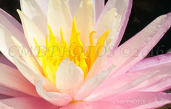 CMDPHOTOS  ©2010