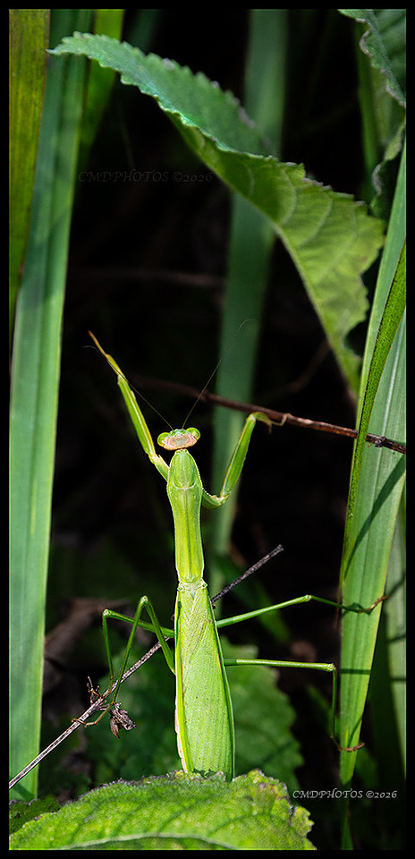 Praying Mantis in Grteen