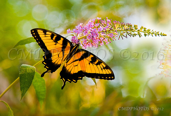 CMDPHOTOS  ©2010