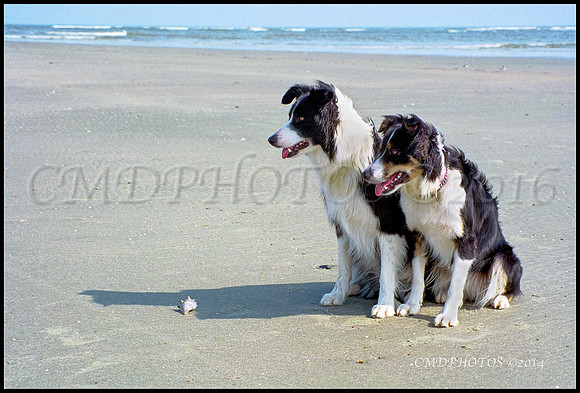 Pet Photography