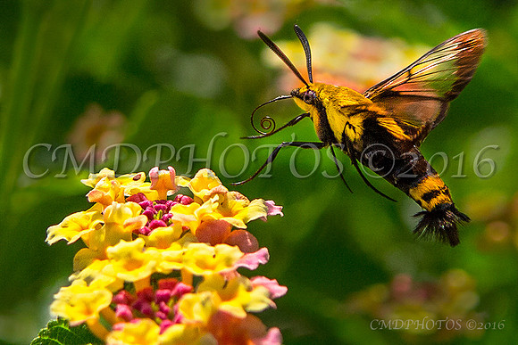 Hummingbird Moth