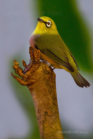 Yellow Head