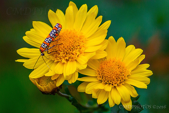 Flower Bug