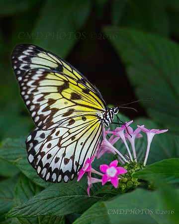 Butterfly on Pink