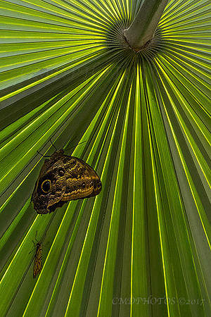 Butterfly Tunnel