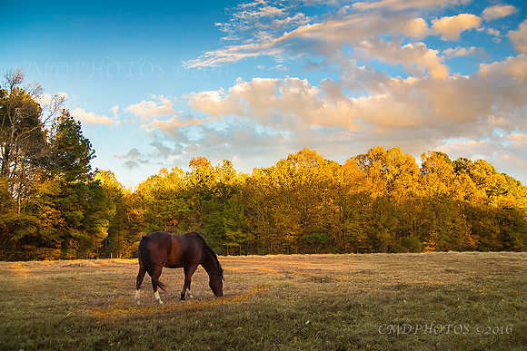 Sunset Horse