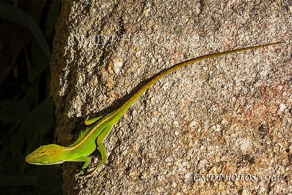 Lizards Edge