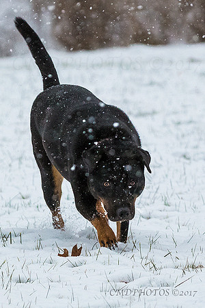 Lucy In the Snow With Diamonds