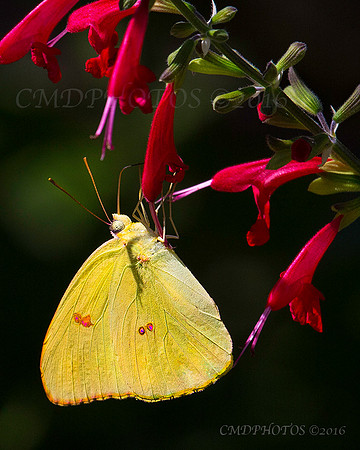 Butterfly on Red