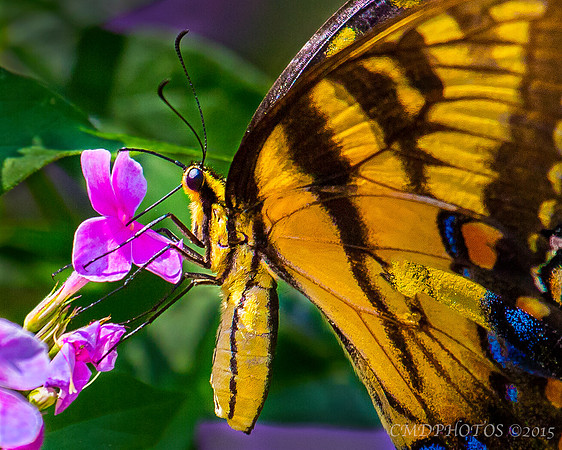 Butterfly Pollination
