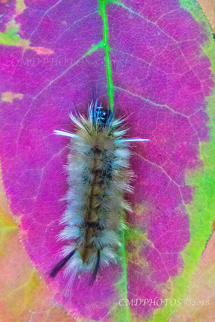 CMDPHOTOS | Fall Caterpillar